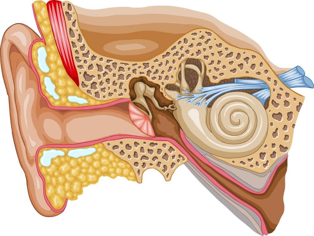 Tinnitus Relief: Simple Methods to Reduce Neck and Jaw Tension